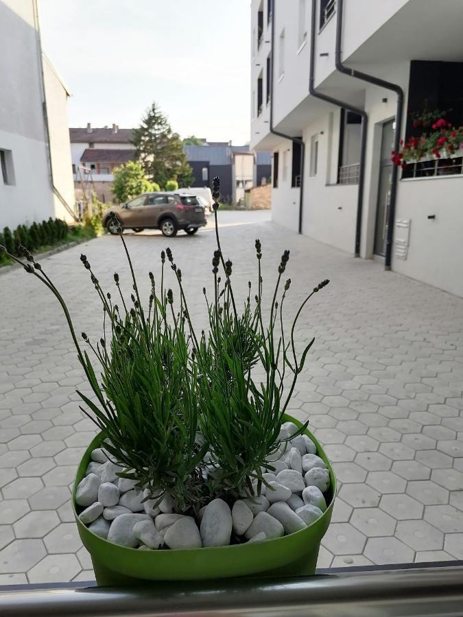 Apartman Stimac Petrovaradin Eksteriør bilde